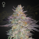 Super Banana Mango - GREEN HOUSE SEEDS | TanieSianie.pl