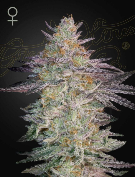 Super Banana Mango - GREEN HOUSE SEEDS | TanieSianie.pl