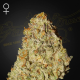 Super Banana Mango - GREEN HOUSE SEEDS | TanieSianie.pl