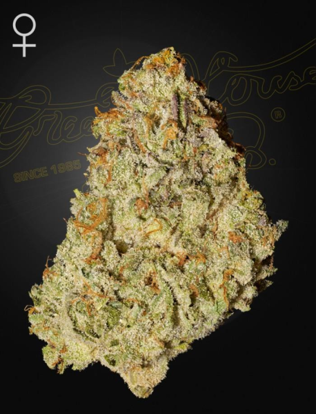 Super Banana Mango - GREEN HOUSE SEEDS | TanieSianie.pl