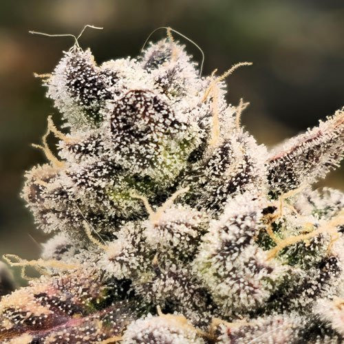 Blackberry Moonrocks | TanieSianie.pl