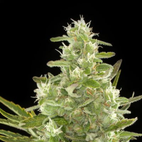 Critical + Autoflowering - DINAFEM | TanieSianie.pl