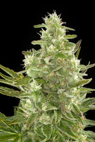 Critical + Autoflowering - DINAFEM | TanieSianie.pl