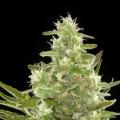 Critical + Autoflowering - DINAFEM