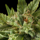 Fruit Autoflowering - DINAFEM | TanieSianie.pl