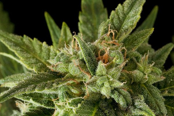 Fruit Autoflowering - DINAFEM | TanieSianie.pl