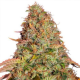Gelato x Gorilla Glue | TanieSianie.pl