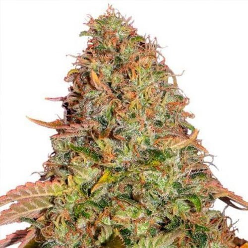 Gelato x Gorilla Glue | TanieSianie.pl