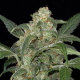 Haze 2.0 Autoflowering - DINAFEM | TanieSianie.pl