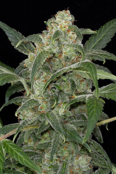 Haze 2.0 Autoflowering - DINAFEM | TanieSianie.pl
