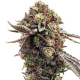 Ghost Train Haze x Pellezin | TanieSianie.pl