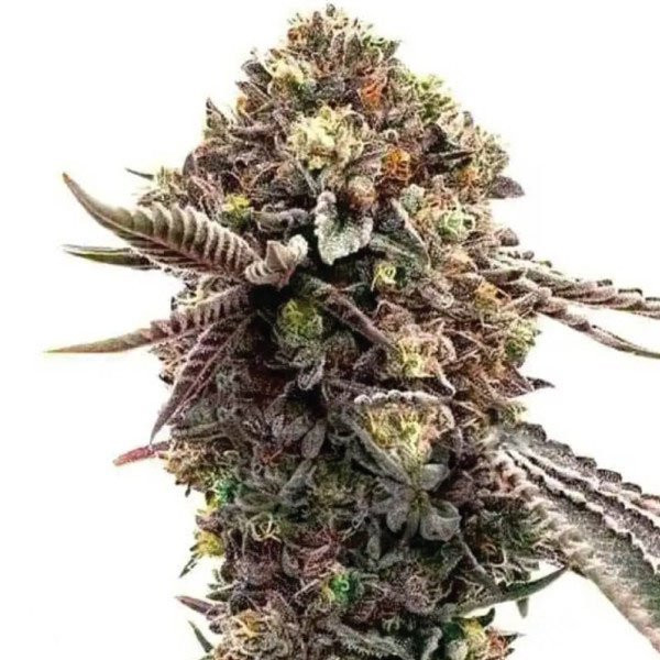 Ghost Train Haze x Pellezin | TanieSianie.pl