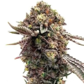 Ghost Train Haze x Pellezin