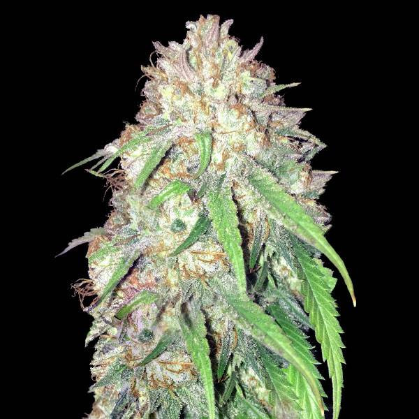 Girl Scout Cookies x Do-Si-Dos | TanieSianie.pl