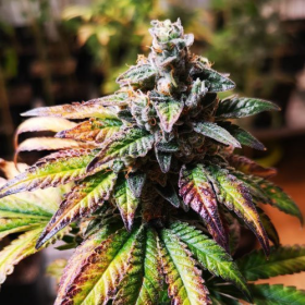 Gorilla Glue #4 | TanieSianie.pl