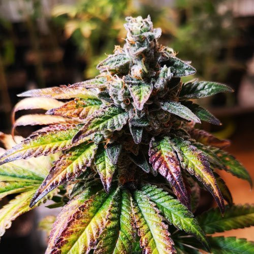 Gorilla Glue #4 | TanieSianie.pl