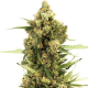 Gorilla Glue x Do-Si-Dos | TanieSianie.pl