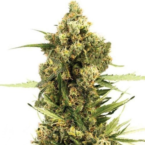 Gorilla Glue x Do-Si-Dos | TanieSianie.pl