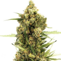 Gorilla Glue x Do-Si-Dos