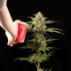Haze Autoflowering - DINAFEM | TanieSianie.pl