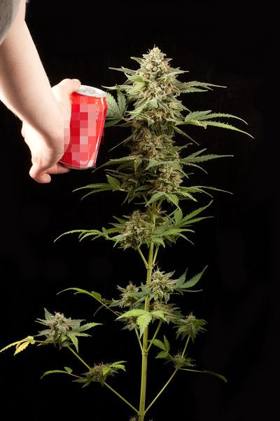 Haze Autoflowering - DINAFEM | TanieSianie.pl