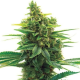 Khalifa Kush | TanieSianie.pl