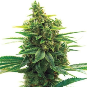 Khalifa Kush | TanieSianie.pl