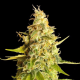 Lemon OG | TanieSianie.pl