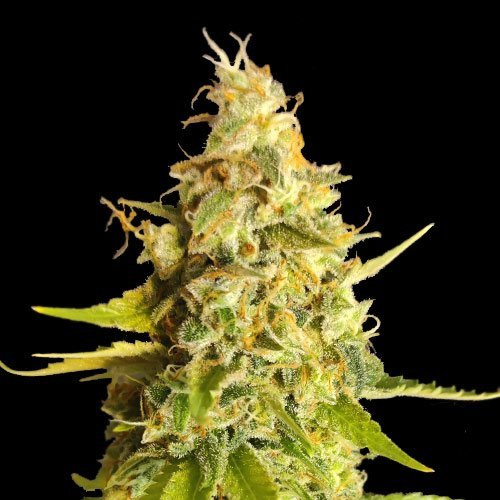 Lemon OG | TanieSianie.pl