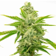 Lemon Tree x Channel Kush | TanieSianie.pl