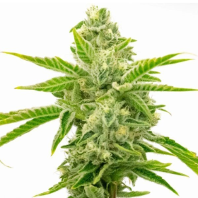 Lemon Tree x Channel Kush | TanieSianie.pl