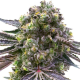 Mazar x Blueberry | TanieSianie.pl