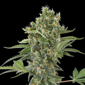 Moby Dick Autoflowering - DINAFEM | TanieSianie.pl