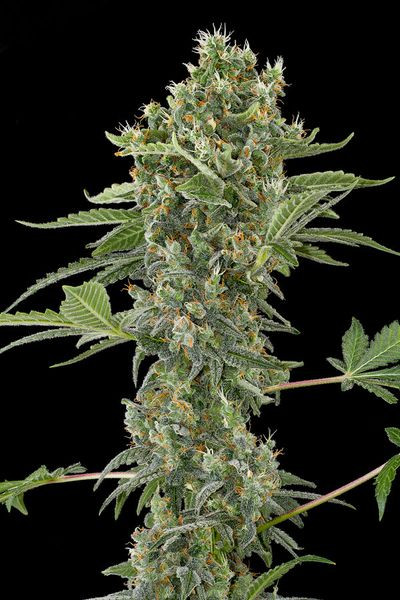 Moby Dick Autoflowering - DINAFEM | TanieSianie.pl