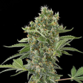 Moby Dick Autoflowering - DINAFEM