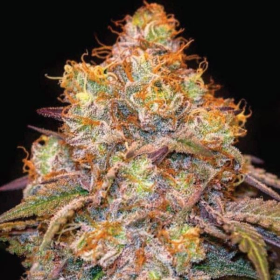 Mandarin Cookies | TanieSianie.pl