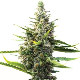 Moonshine Cookies | TanieSianie.pl