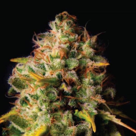 Northern Light x Big Bud | TanieSianie.pl