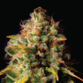 Northern Light x Big Bud