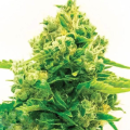 Northern Lights #10