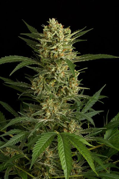 Original Amnesia Autoflowering - DINAFEM | TanieSianie.pl