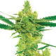 Northern Lights #10 x Amnesia Haze | TanieSianie.pl
