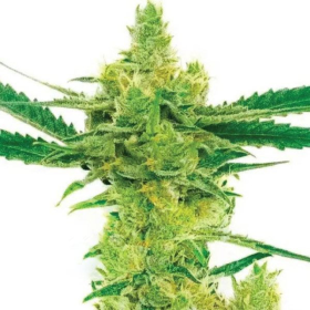 Northern Lights #10 x Amnesia Haze | TanieSianie.pl