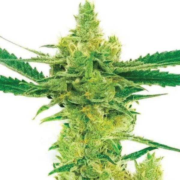 Northern Lights #10 x Amnesia Haze | TanieSianie.pl