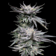 Pineapple Fruz | TanieSianie.pl
