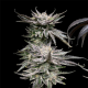 Pineapple Fruz | TanieSianie.pl