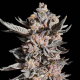 RS11 x Apple Fritter | TanieSianie.pl
