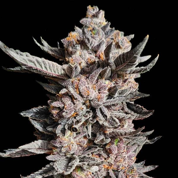 RS11 x Apple Fritter | TanieSianie.pl