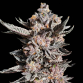 RS11 x Apple Fritter