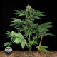 Roadrunner Autoflowering - DINAFEM | TanieSianie.pl